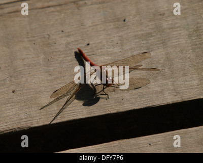 Gemeinsamen Darter, Sympetrum Striolatum, UK Stockfoto