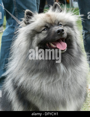 Feinschmecker-Festival, Inverleith Park, Edinburgh, Schottland, jährliche Veranstaltung, August 2013. Keeshond. Stockfoto