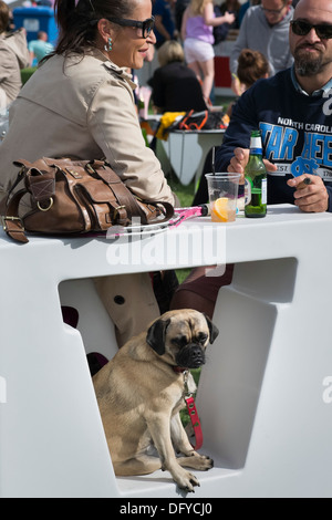 Feinschmecker-Festival, Inverleith Park, Edinburgh, Schottland, jährliche Veranstaltung, August 2013. Hund in einer Tabelle. Stockfoto