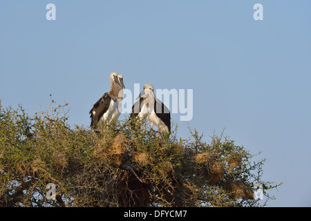 Sattel – abgerechnet Storch - afrikanischen Jabiru - Saddlebill (Ephippiorhynchus Senegalensis) flügge Küken auf nisten Masai Mara Stockfoto