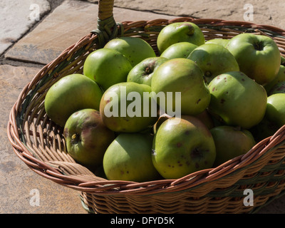 Korb mit Bramley Kochen Äpfel im Garten tief Befallszone angebaut Stockfoto