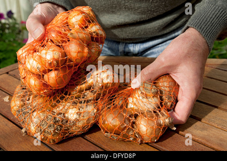 Nahaufnahme einer Person, die Hände auswählt, die Netze mit Frühlingsdaffodil-Tulpenbirnen halten, um England Großbritannien GB Großbritannien zu Pflanzen Stockfoto