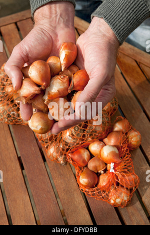 Nahaufnahme des Gärtners Mann Person Hand hält Tulpenbirnen England UK GB GB Großbritannien Stockfoto