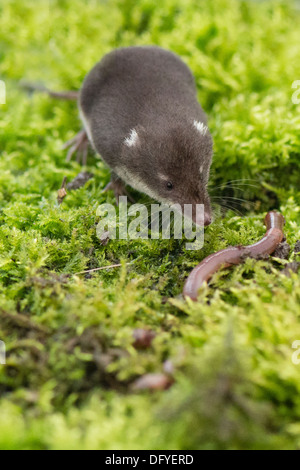 Eine eurasische Wasser Spitzmaus Jagd nach Nahrung Stockfoto