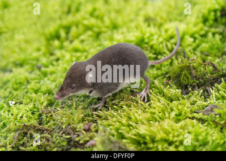 Eine eurasische Wasser Spitzmaus Jagd nach Nahrung Stockfoto