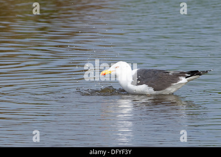Eine größere Black-backed Gull waschen Stockfoto