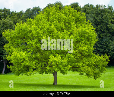 Single tree on a green grass lawn Stockfoto