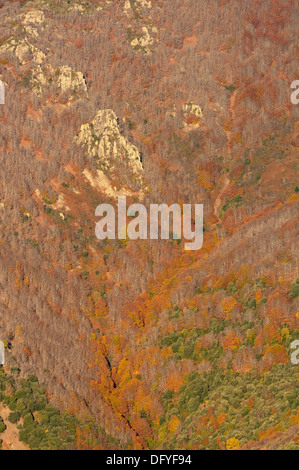 Schöne Landschaftsbild von Wald bedeckt im Herbst Herbstfarben kontrastierenden, grün, Orange und braun. Stockfoto