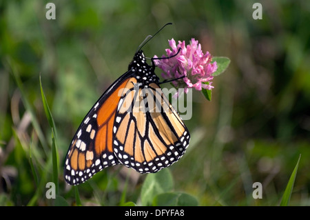 Monarchfalter Danaus Plexippus, auf rotem Klee Blüte Stockfoto