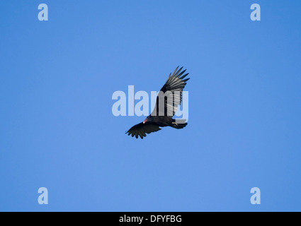 Türkei Geier, Cathartes Aura im Flug Stockfoto