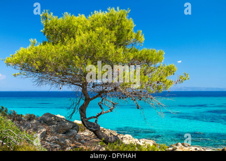 Kiefer-Wald am Meer in Chalkidiki, Griechenland Stockfoto