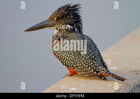 Riesige Eisvogel sitzt auf einer Straßenbrücke in der Kruger Park, Südafrika. Stockfoto