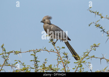 Grauer Go-away-Vogel im Busch, Kruger Park, Südafrika. Stockfoto