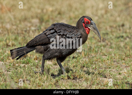 Südlichen Ground Hornbill Krüger Nationalpark, Südafrika. Stockfoto