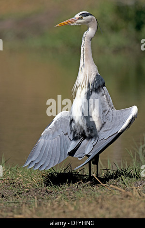 Graue Reiher Kühlung selbst, Krüger Nationalpark, Südafrika Stockfoto