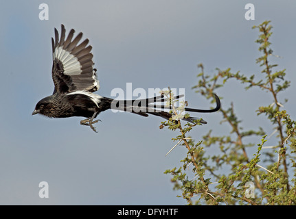 Elster Würger von Busch in der Kruger Park, Südafrika. Stockfoto