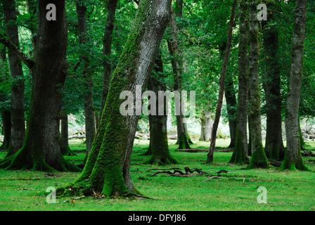 Einen Überblick von Denny Holz in der New Forest-Hampshire UK Stockfoto