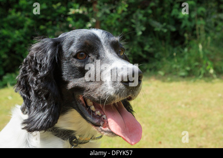 Kopfporträt von schwarzen und weißen English Springer Spaniel Hund hecheln mit Zunge hängen in einem Garten an einem heißen Sommertag Stockfoto