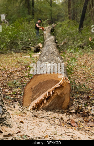 Gefällte Bäume in kleinere Stücke für die Entfernung zerschneiden. Stockfoto