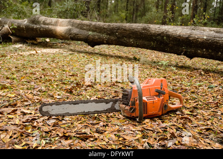 Gefällte Bäume in kleinere Stücke für die Entfernung zerschneiden. Stockfoto