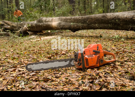 Gefällte Bäume in kleinere Stücke für die Entfernung zerschneiden. Stockfoto