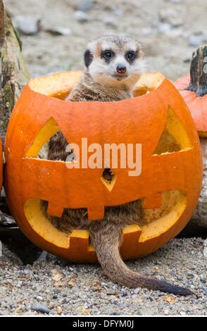 München, Deutschland. 10. Oktober 2013. Ein Erdmännchen Gipfel durch die Oberseite von einem hohlen Kürbis im Zoo Hellabrunn in München, Deutschland, 10. Oktober 2013. Foto: HANDOUT/Marc Müller/Dpa/Alamy Live News Stockfoto