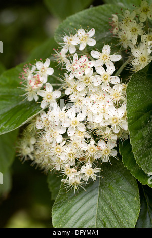 Sorbus Thibetica "John Mitchell". Tibetische Mehlbeere in Blüte. Stockfoto