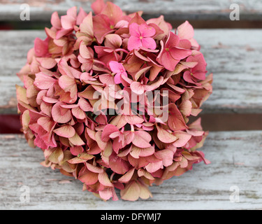 Rosa Hortensie Blüte auf verwitterte Holzbank Lamellen, geringe Schärfentiefe verblassen Stockfoto