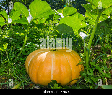 Ein Foto der großen orange Kürbis wachsen in einem Garten Stockfoto