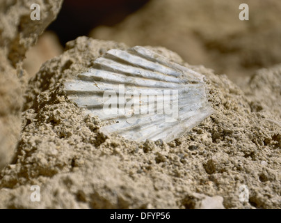 Sea Shell Fossil in Oberfläche des Felsens Stockfoto