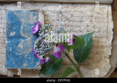 Stillleben mit Hortensien auf alten Texturen Stockfoto