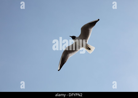 Eine einsame Möwe im offenen geflügelten Flug vor einem strahlend blauen Himmel Stockfoto