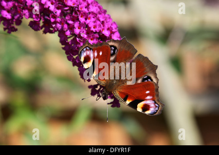 Tagpfauenauge (Inachis Io) sitzt auf einem Sommerflieder (Schmetterlingsstrauch) Stockfoto