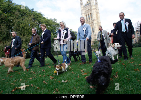 Westminster Dog of The Year Wettbewerb Stockfoto