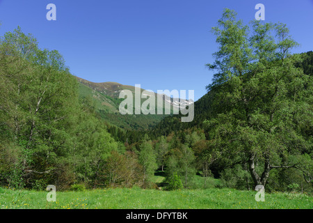 Frankreich, Ariège - D25 Weg, pass Col de Paillères oder Pailheres, von Ost nach Ax-Les-Thermes. Eine reiche Tal Wiese. Stockfoto