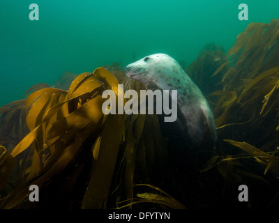 Unterwasser Foto von Kegelrobben (Halichoerus Grypus) Tauchen im Meer Norh, Farne Insel Stockfoto