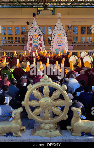 Puja, Mönche beten während Losar Neujahr, Namgyal Kloster in Tsuglagkhang Complex. McLeod Ganj, Dharamsala Himachal Prades Stockfoto