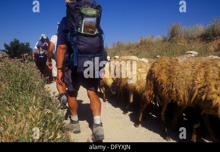 Pilger und Schafe in der Nähe von Hornillos del Camino. Provinz Burgos. Spanien. Camino de Santiago Stockfoto