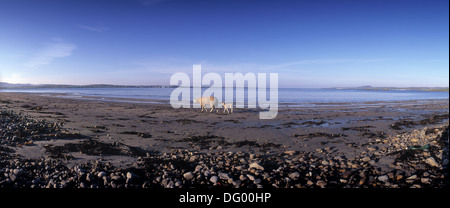 Schaf und Lamm auf Uiskentuie Strang Loch Indaal Isle of Islay Inneren Hebriden Schottland Stockfoto