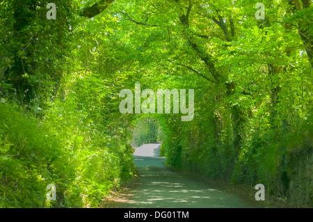 Baum-Tunnel in Devon, England Stockfoto