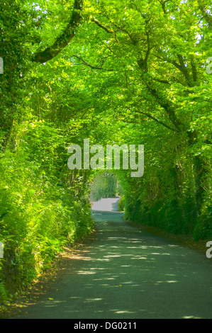 Baum-Tunnel in Devon, England Stockfoto