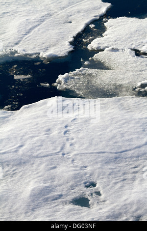 Eisbär Pfotenabdrücke auf leichte Packeis über 80. Parallel, norwegischen Arktis Stockfoto