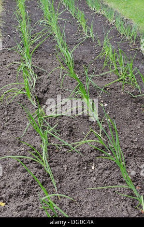 Sturon und Red Baron Zwiebeln und Schalotten in einem Garten wächst Stockfoto