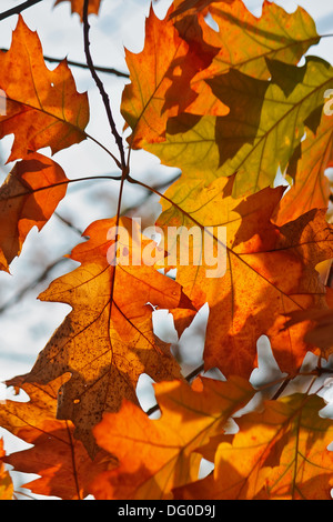 Orange, Eiche Herbstblätter Closeup Hintergrund Stockfoto