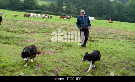 Ein Bauer mit seinen Hunden, die Kontrolle über sein Vieh in einem Feld im Herbst Llanwrda Llandovery Carmarthenshire Wales UK KATHY DEWITT Stockfoto