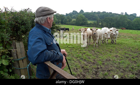 Rückansicht eines männlichen Landwirts, der seine weißen Rinder auf einem Feld im Herbst September kontrolliert Llanwrda Llandovery Carmarthenshire Wales UK KATHY DEWITT Stockfoto