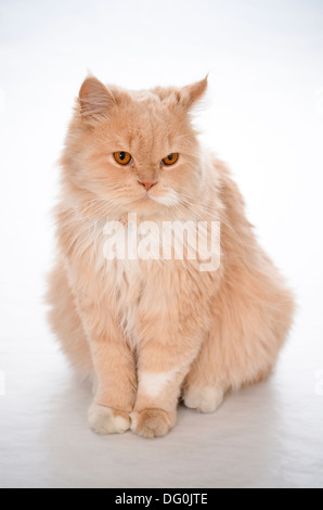 Braune Katze. Stockfoto