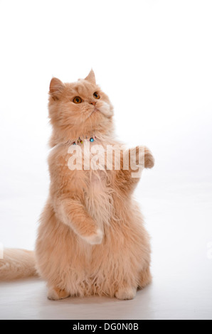 Braune Katze. Stockfoto