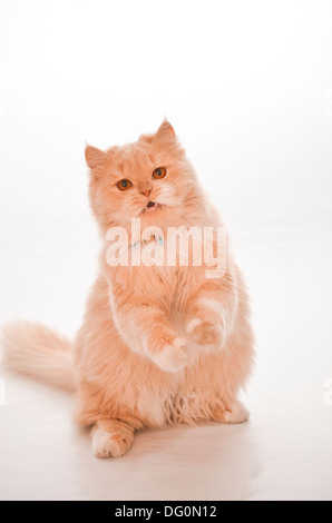 Braune Katze. Stockfoto