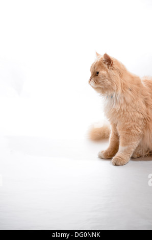 Braune Katze. Stockfoto